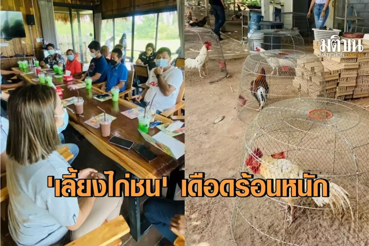 เกษตรกรกว่า 300 ราย คุยหาทางรอด หลังแบกต้นทุน 'เลี้ยงไก่ชน' ถึง 2 ปี