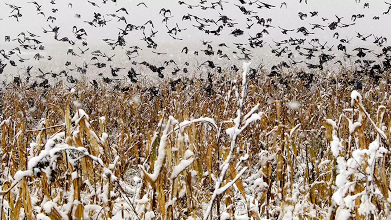 Dangerous Bird Flu Found in Flock at Long Island Home, Prompting Major Response