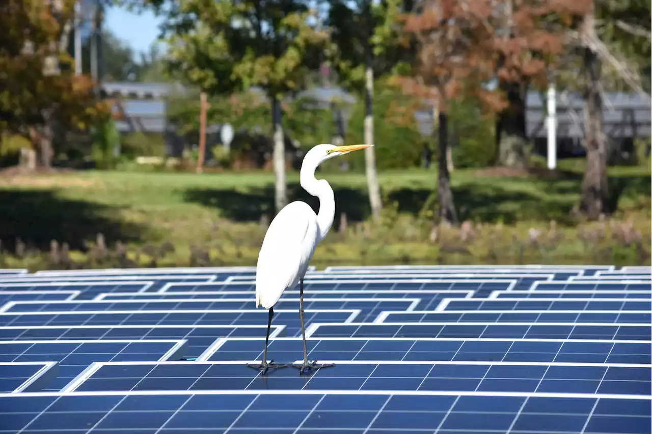 Floating solar panels could be the next big thing in clean energy