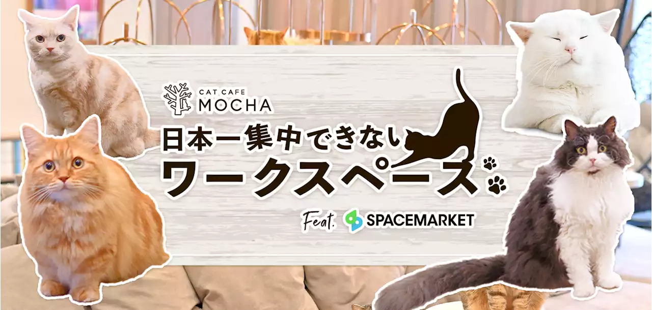 スペースマーケットと猫カフェ運営のリポットが連携。猫に仕事を邪魔される「日本一集中できないワークスペース」の予約開始