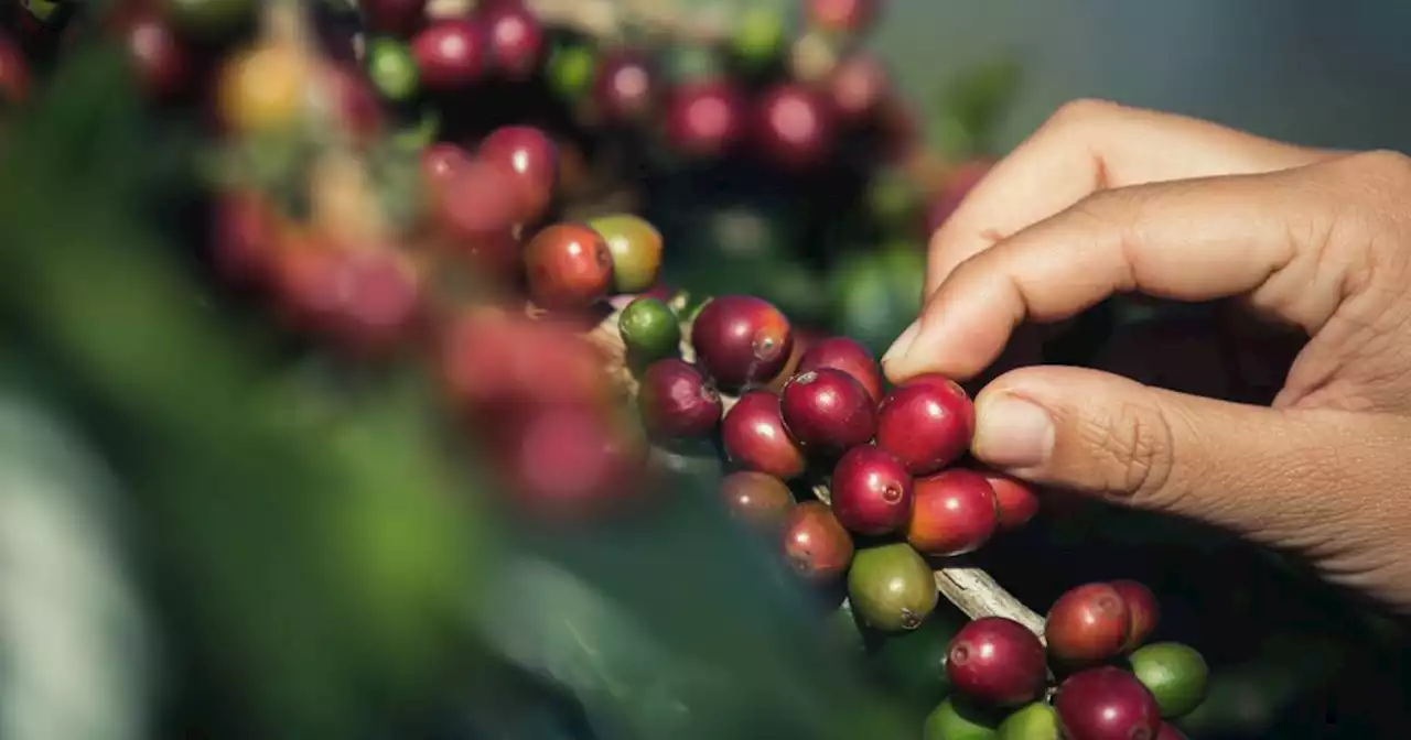 El café, impulsor del cambio del sur del Tolima