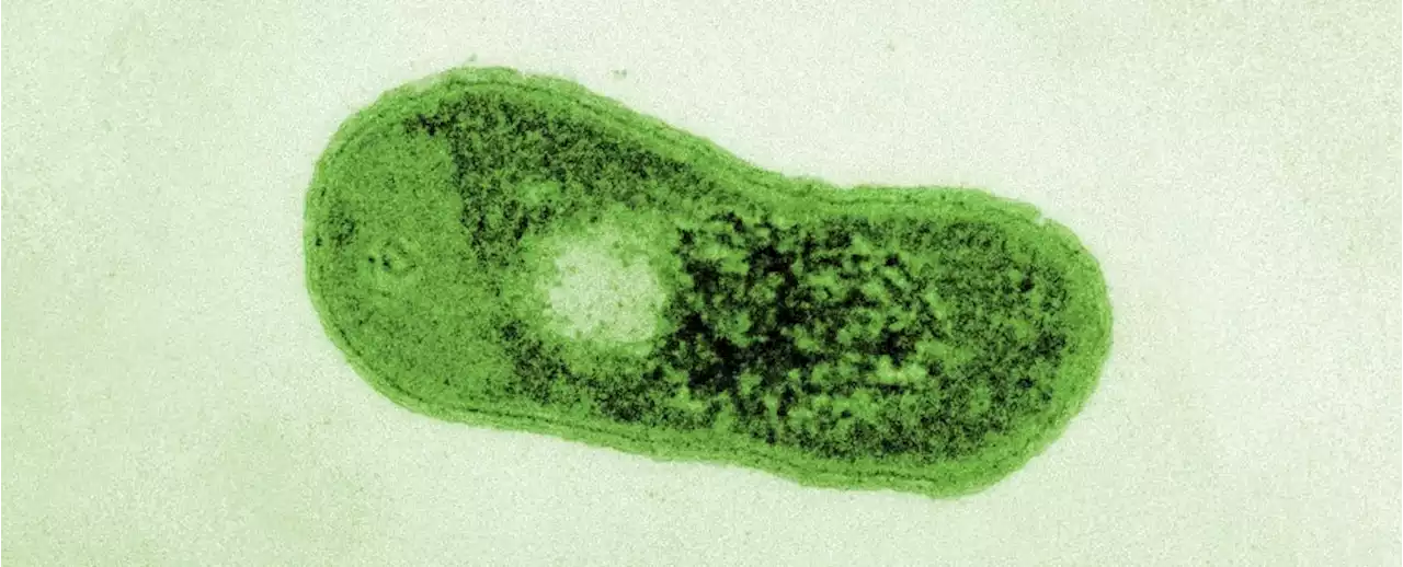 A Mysterious Desert Bacterium Has Evolved Its Own, Unique Ability to Photosynthesize