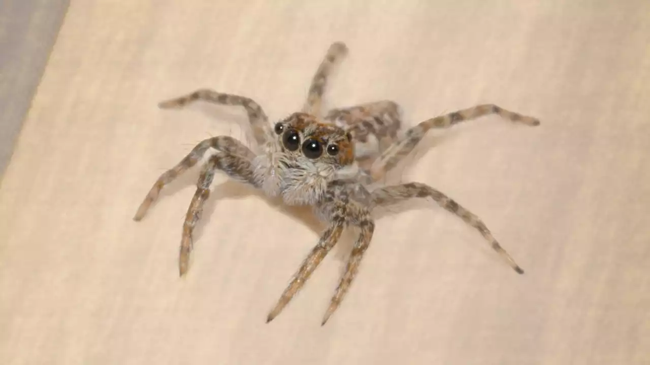 Spider Panics After Losing Track Of Human It Noticed Scurry Across Floor