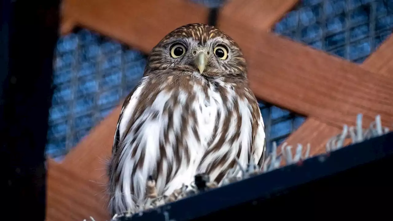 The pygmy owl could regain federal protection amid threats by climate change, habitat loss