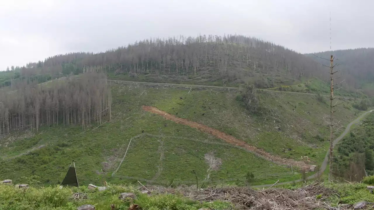 Waldsterben in Deutschland - Fünf Prozent weniger Wald in drei Jahren