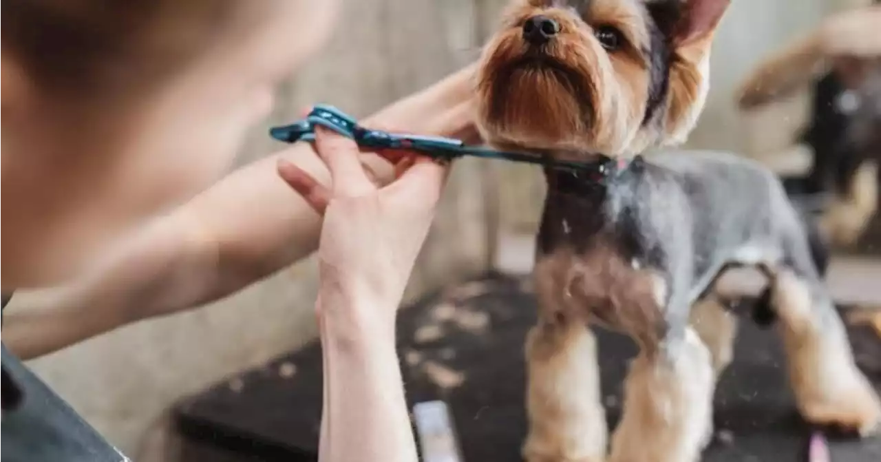 10 health benefits of grooming your dog