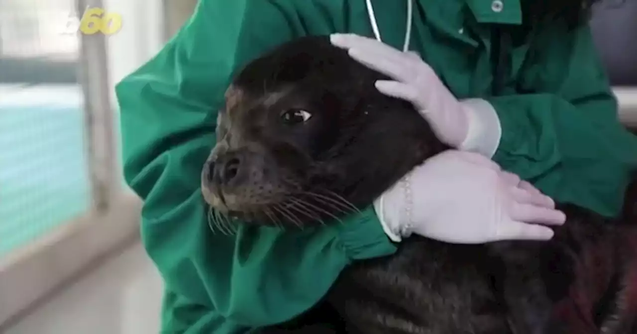 Watch Now: Endangered seal pup released back into the wild in Greece