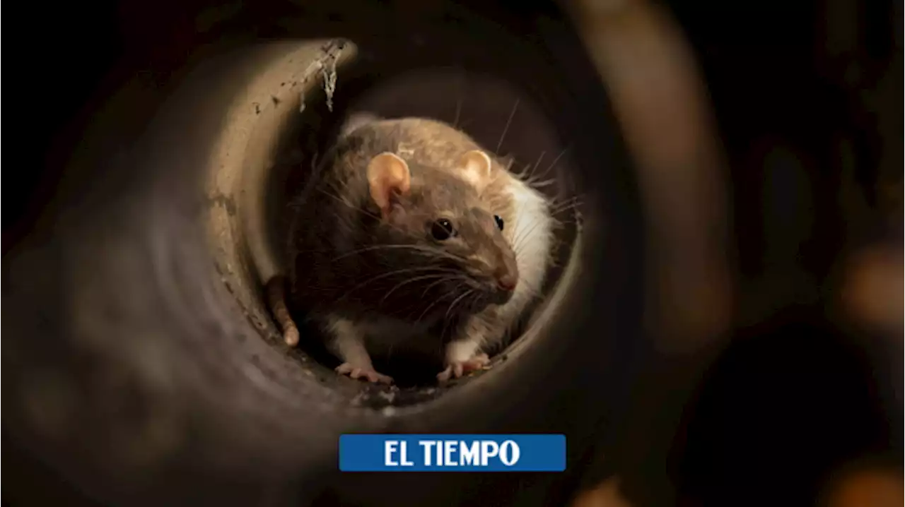 Alerta en Reino Unido por ratas 'del tamaño de gatos' que salen de inodoros