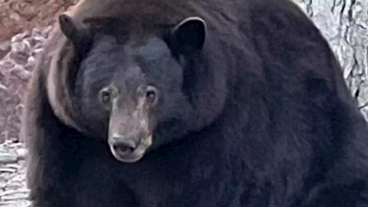 'Hank the Tank’: 500-pound black bear ransacks Lake Tahoe homes, evades authorities