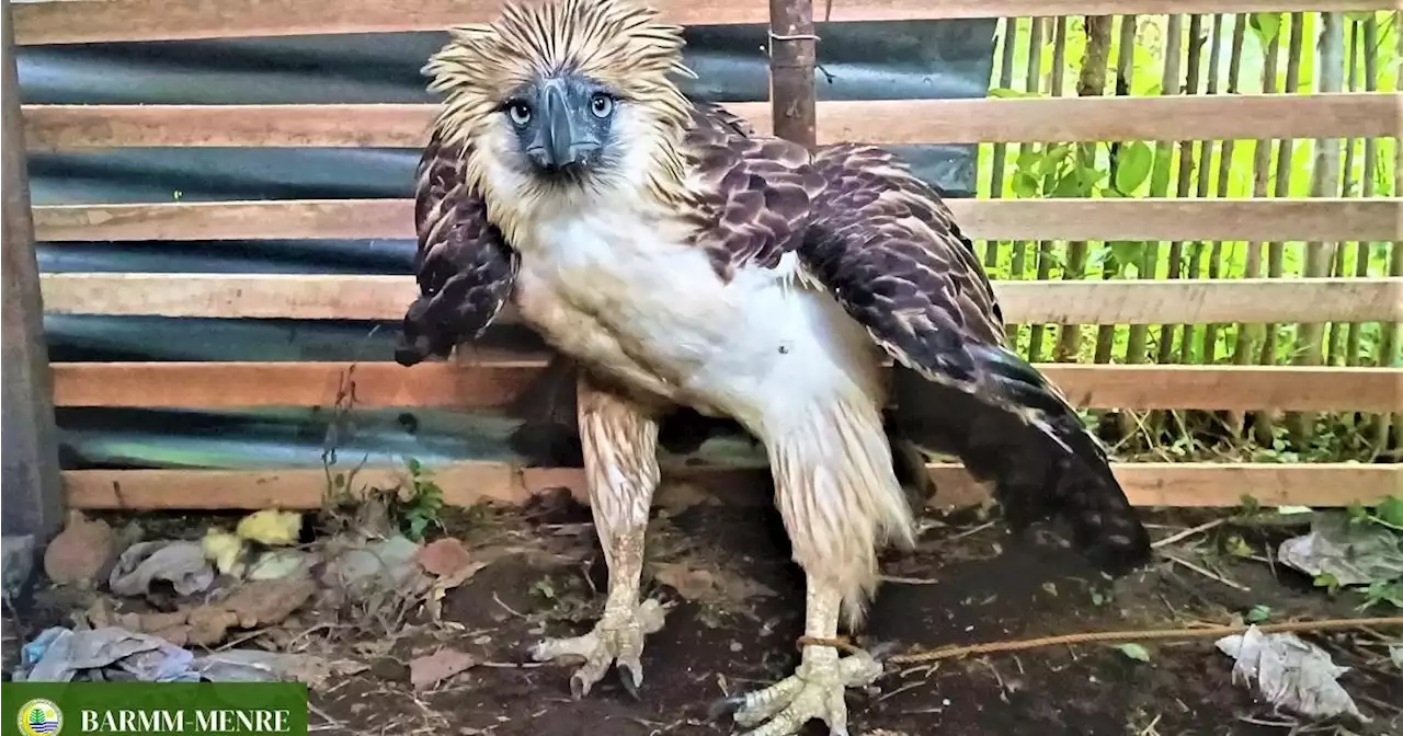 Injured Philippine eagle rescued in Lanao del Sur