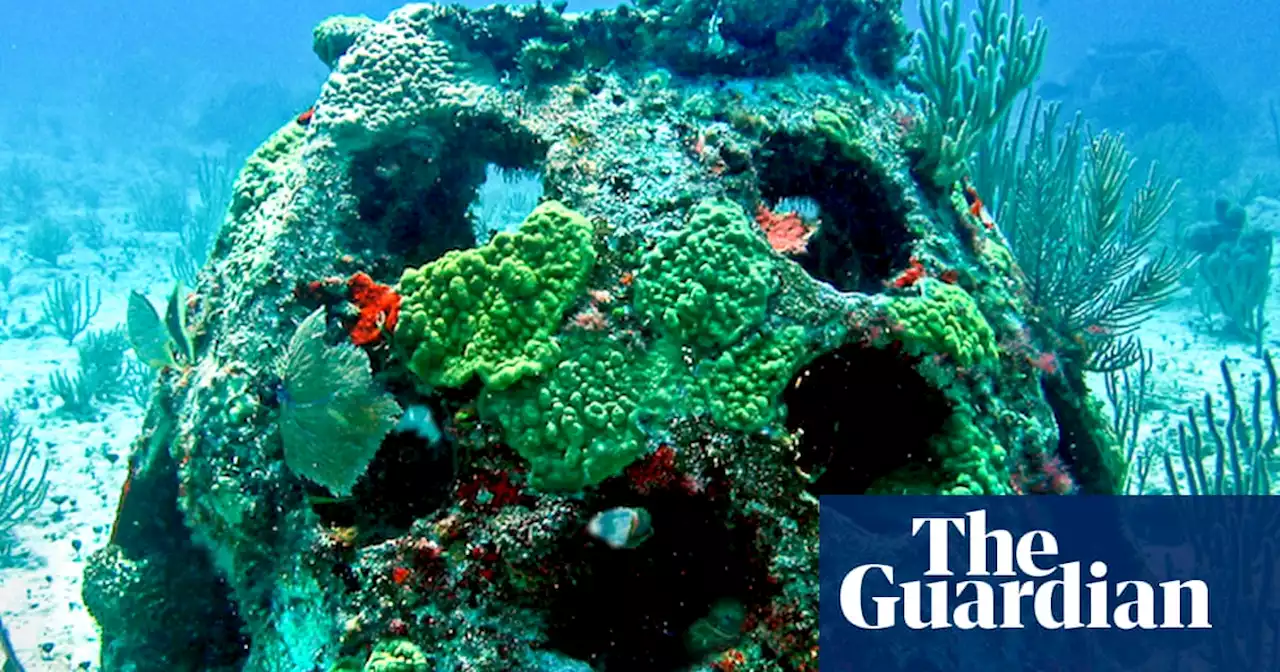 Reef ball burials: the new trend for becoming ‘coral’ when you die