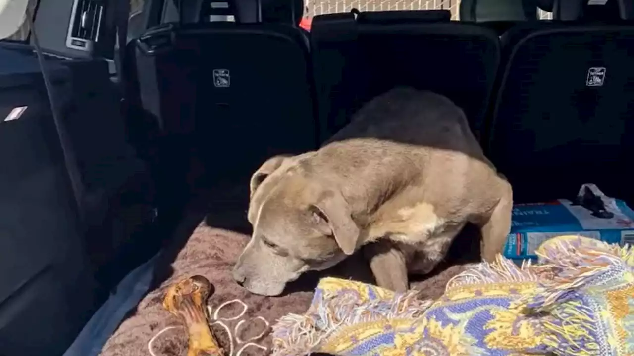 Watch: Missing dog reunited with California family after 12 years