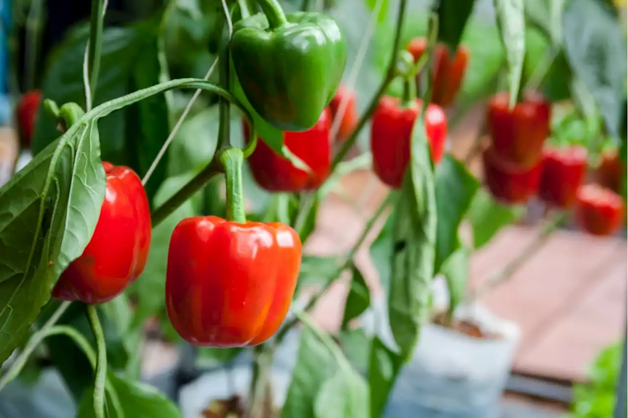 7 garden tips for growing peppers in Southern California