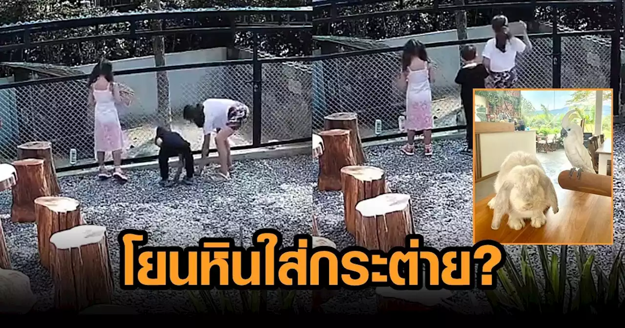 คาเฟ่ดังเขาใหญ่ครวญ เด็ก 3 คน โยนหินใส่กระต่าย ถามหาเหตุผล เจอตอบ 'ไม่ได้ทำๆๆ'