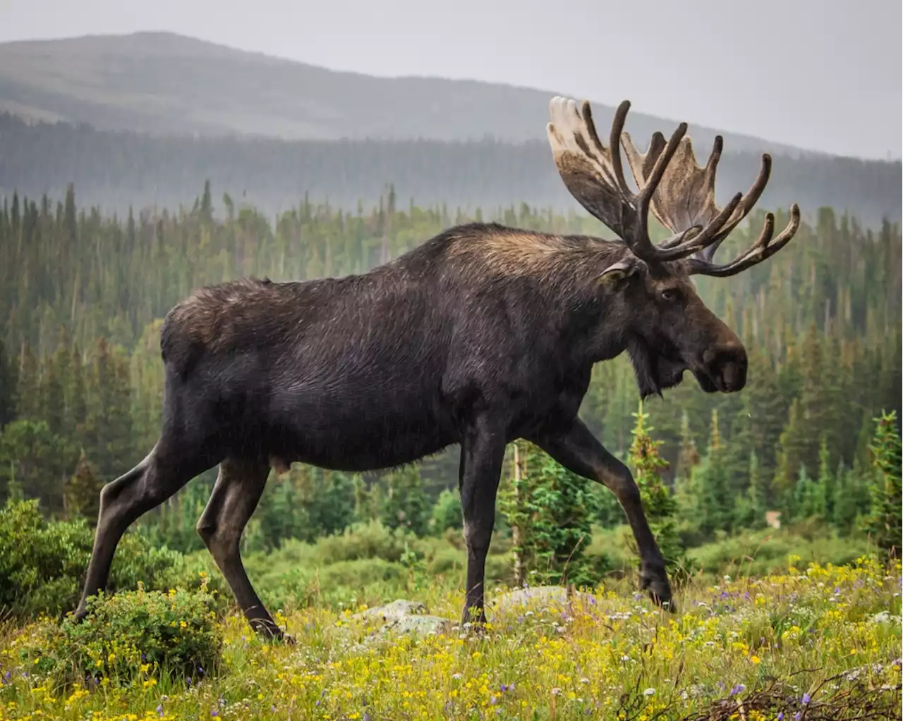 Why we don’t see moose in the Bay Area or in zoos