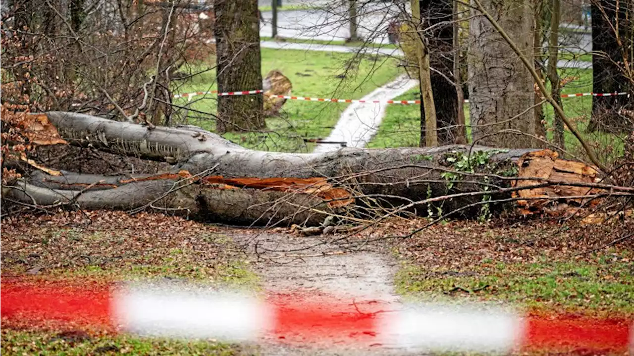 Abbrechende Äste: Warnung vor dem Betreten der Wälder