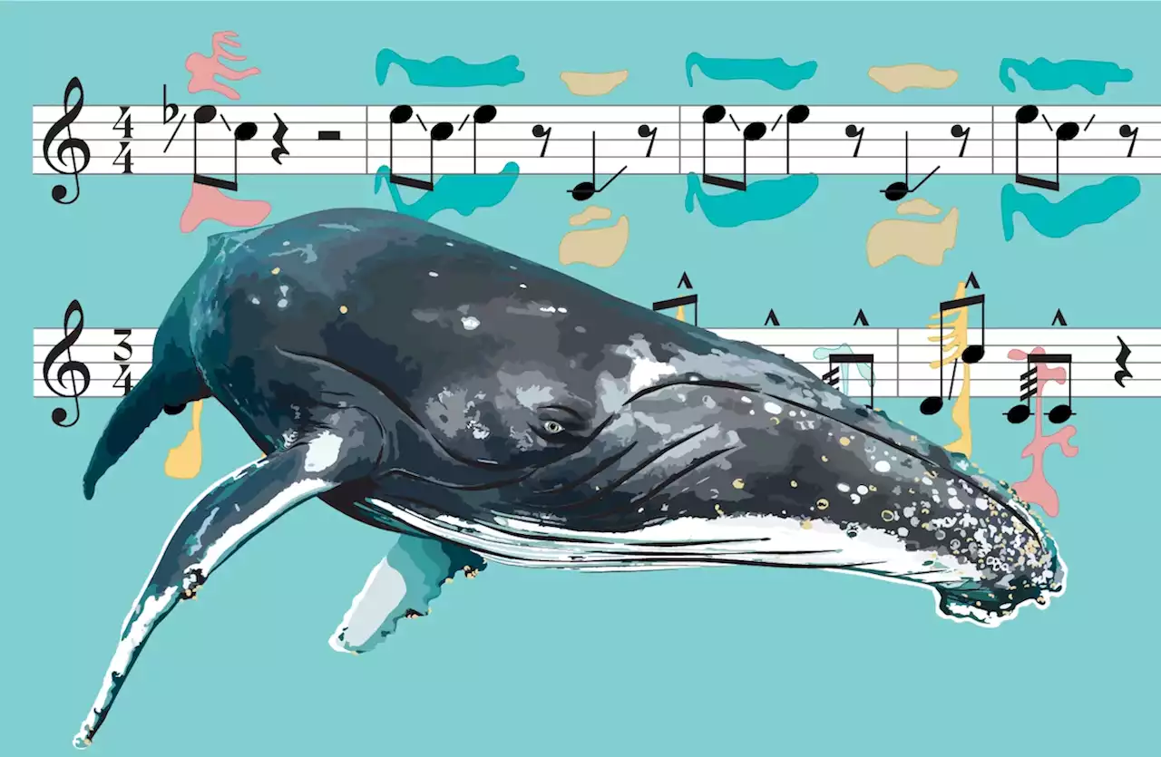 Here’s how whales sing, from yaps to fin slaps