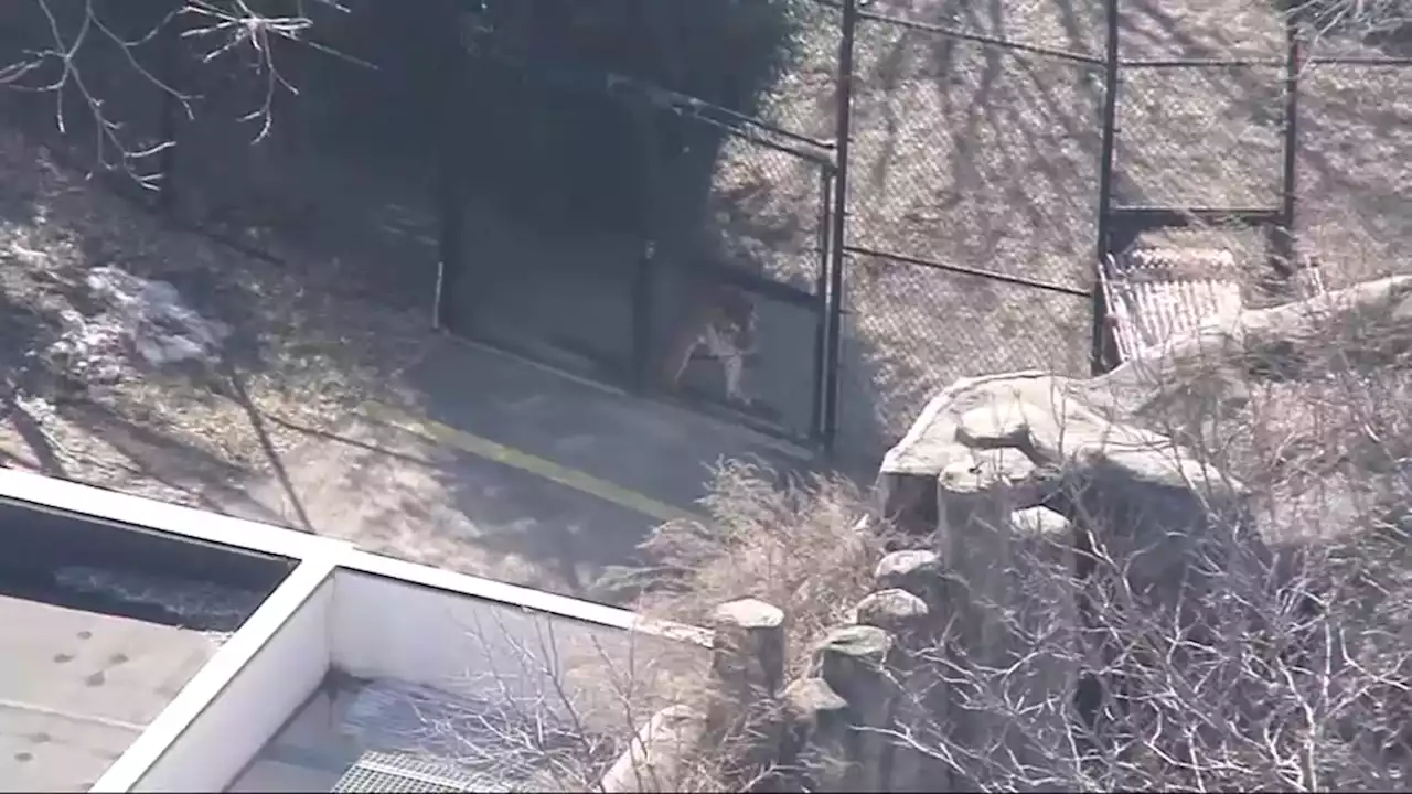 Man Arrested for Trying to Break Into Tiger Enclosure at Boston Zoo