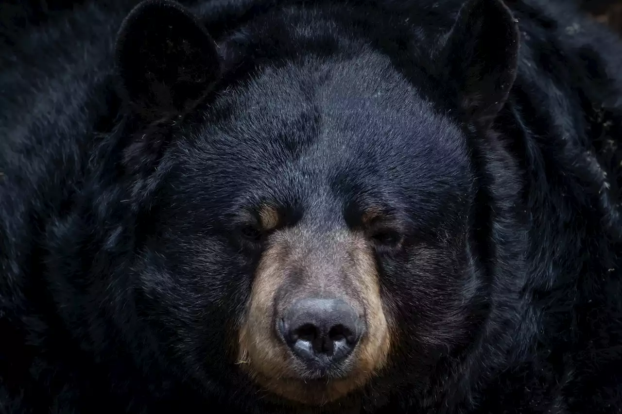 California's rogue black bear Hank the Tank still alive and rampaging around town