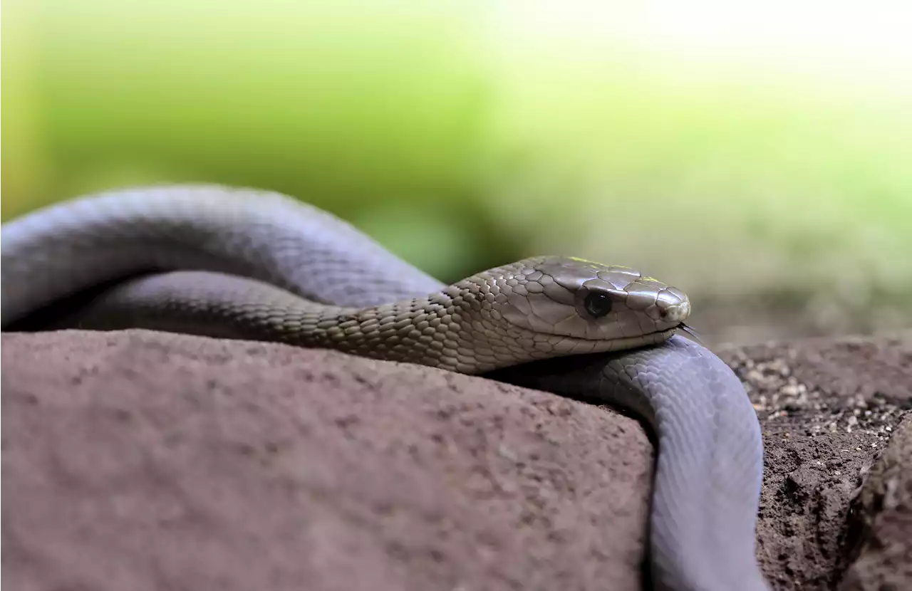 Cute but deadly baby black mamba caught hiding in moving boxes