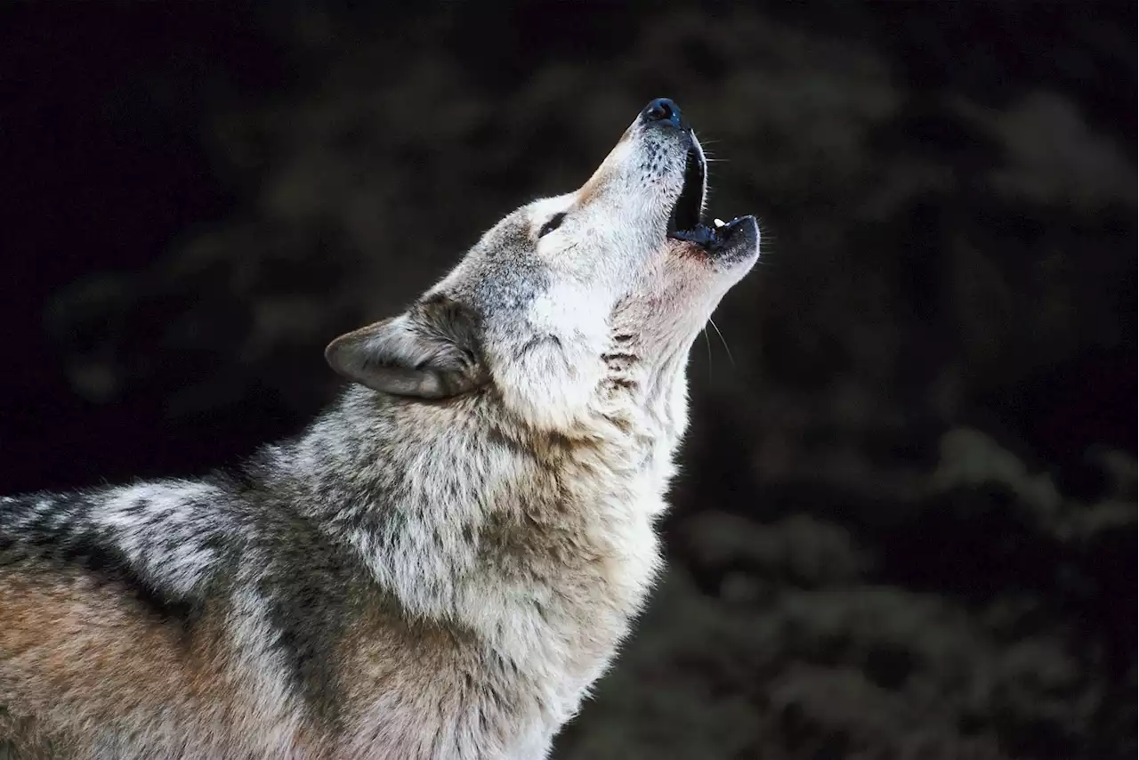 Watch wolf howl at sky in epic footage—'As wild as they come'