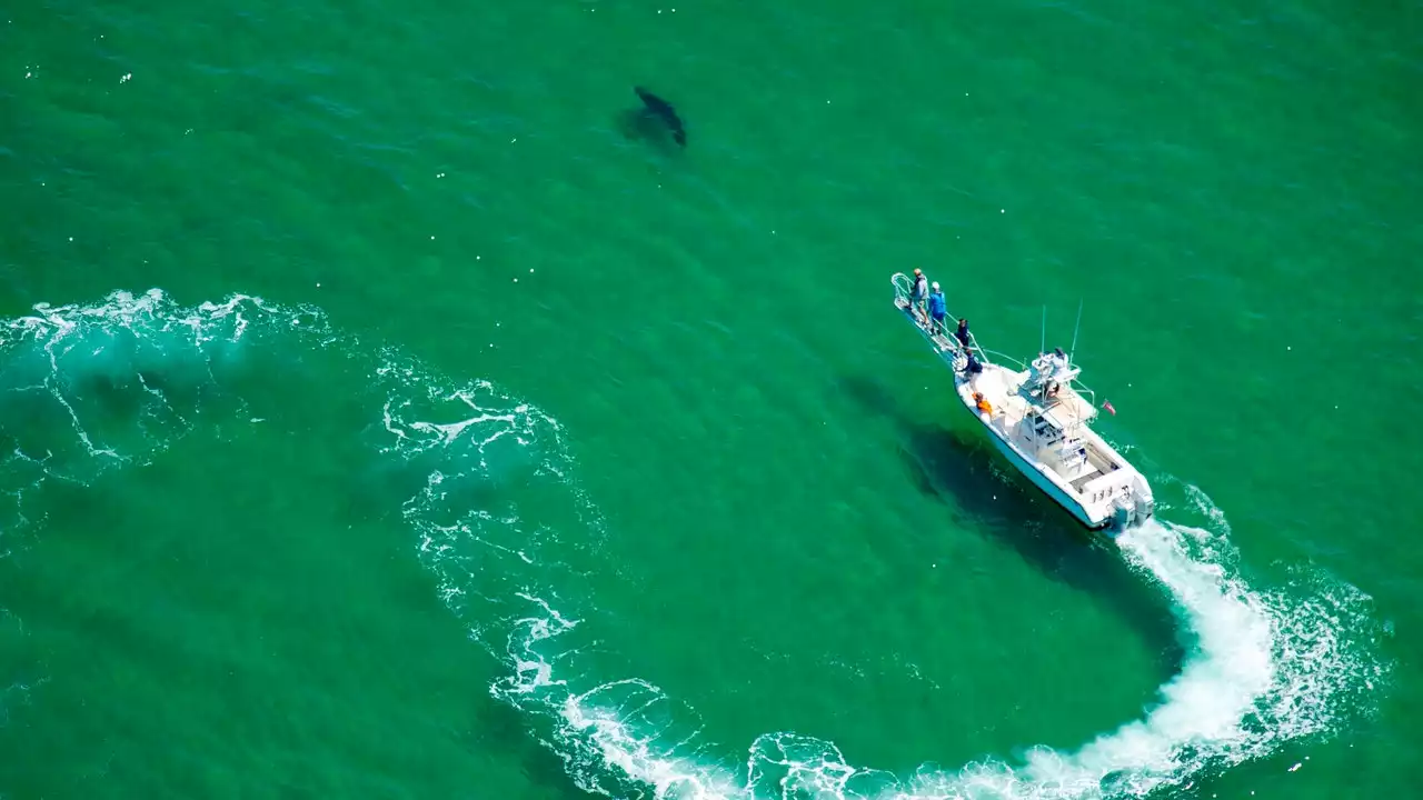 The Return of White Sharks to Cape Cod