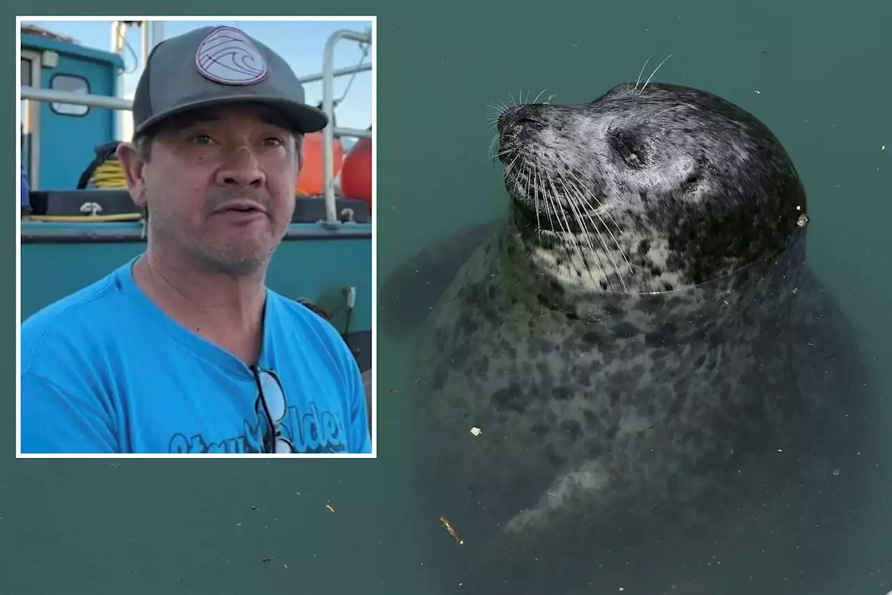 California man survives frigid five-hour night swim with a friendly seal as his guide