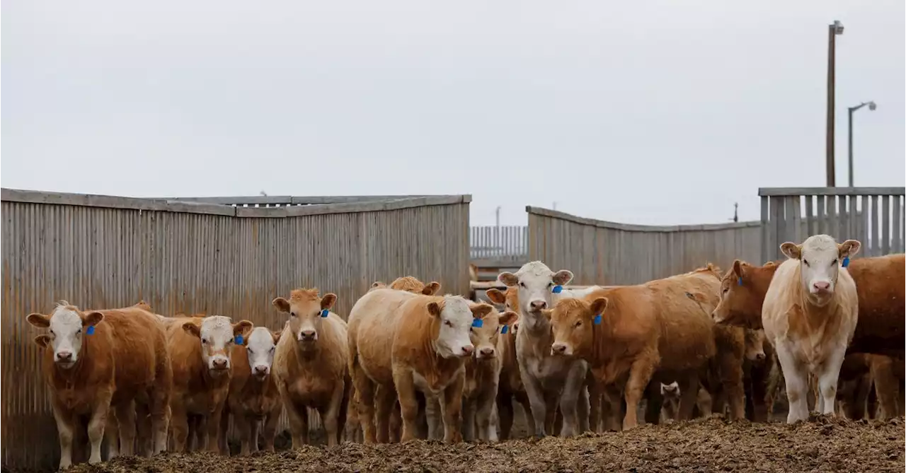 UK set to reject Canada's hormone beef demands in early trade talks setback - The Telegraph