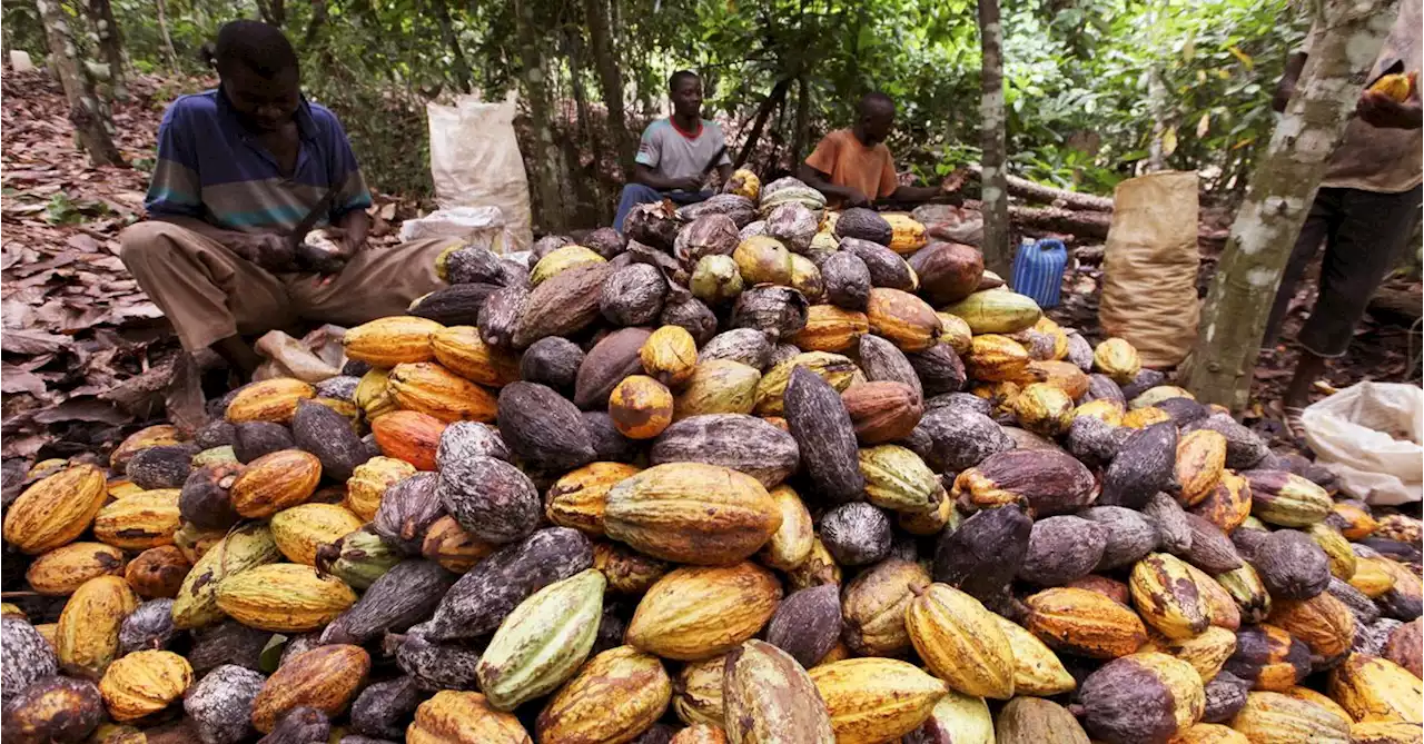 Dry spell worries Ivory Coast cocoa farmers ahead of mid-crop