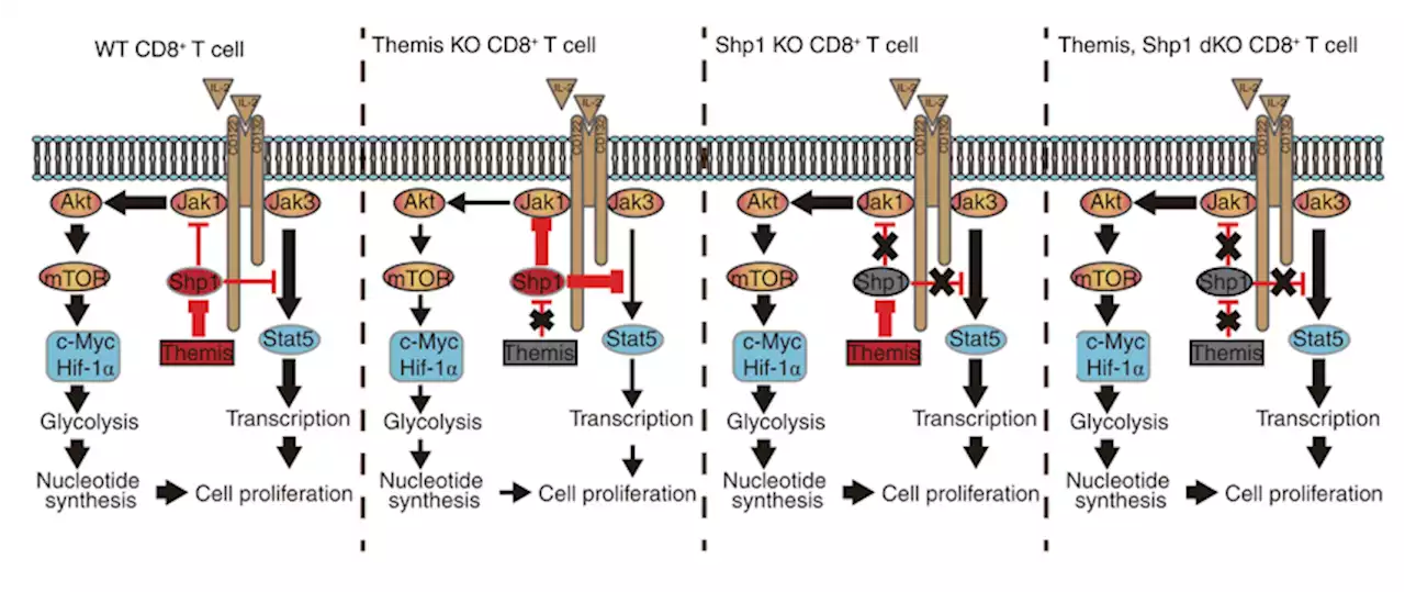 Themis is indispensable for IL-2 and IL-15 signaling in T cells