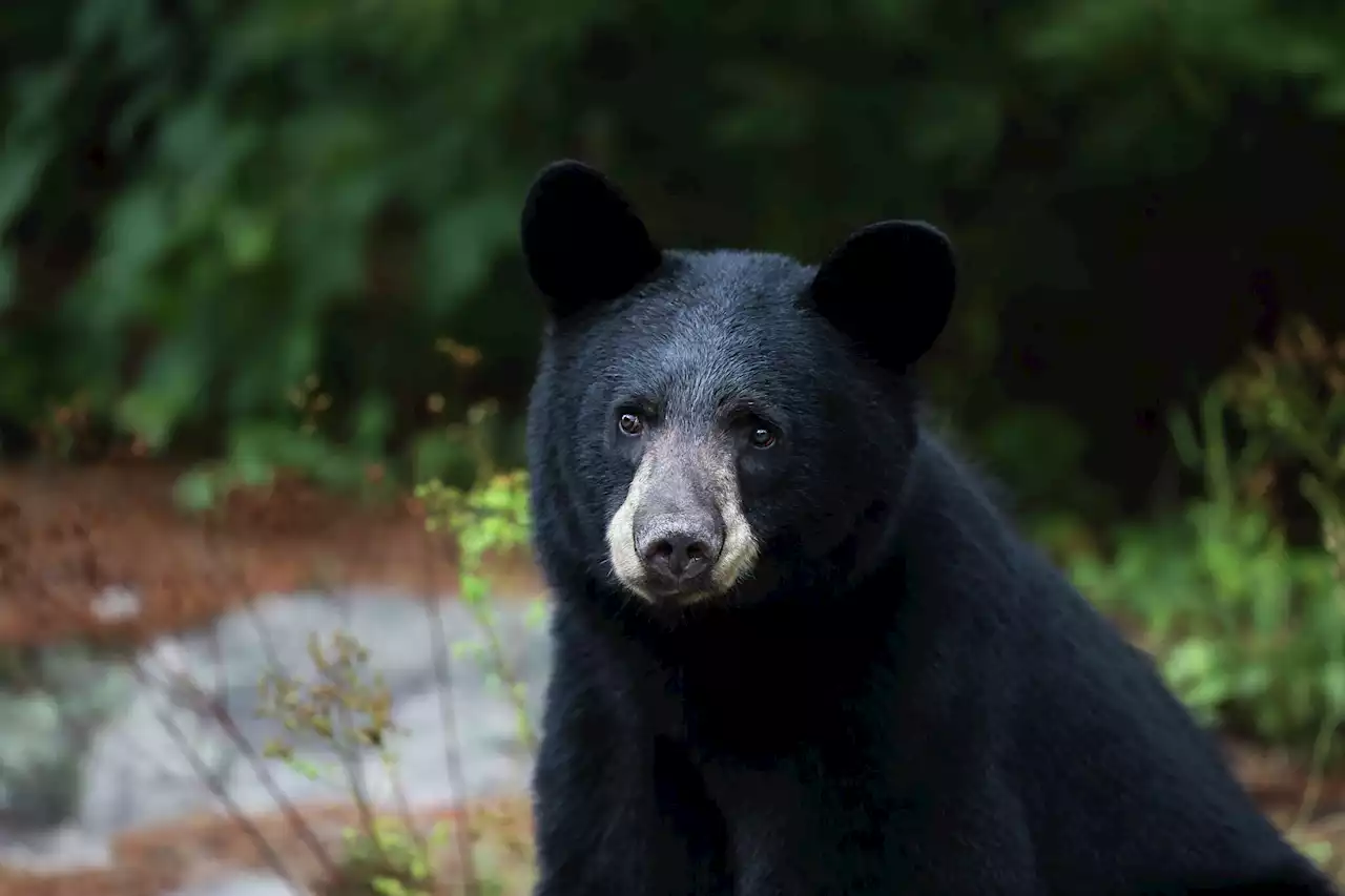 500-pound Lake Tahoe bear evades police, breaks into another home