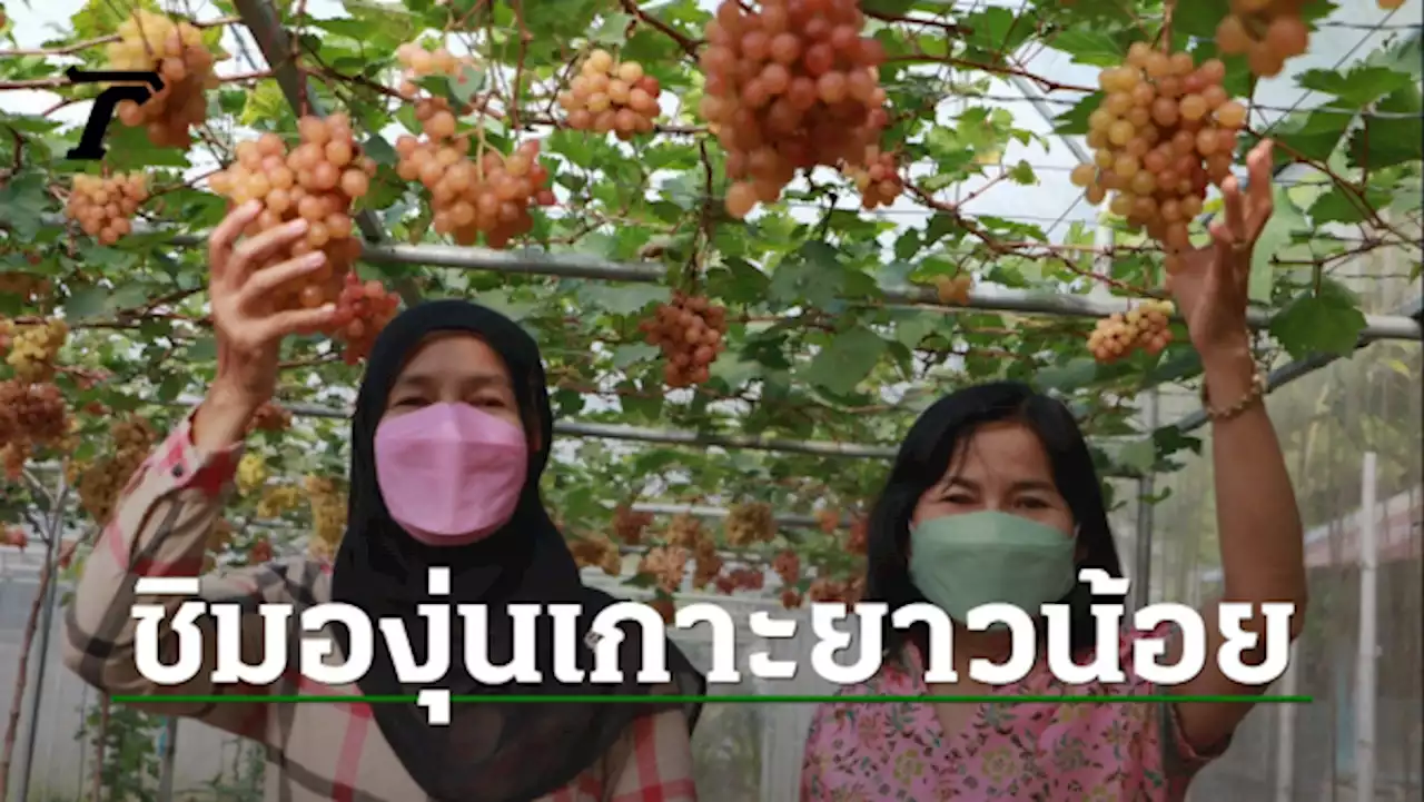 ชาวสวนพังงาลองปลูกองุ่นบนเกาะ ได้ผลผลิตดี หวังต่อยอดเที่ยวเชิงเกษตร