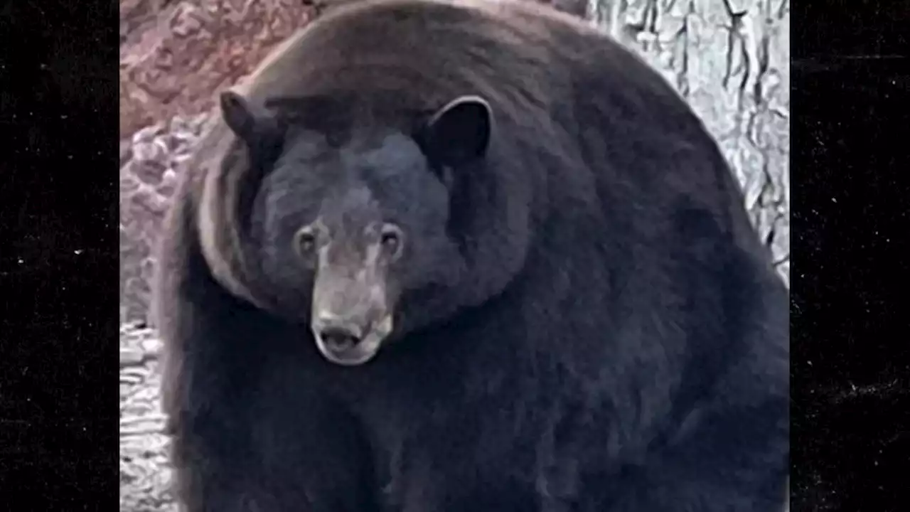 500-Pound Bear Breaks into 28 Homes Looking for Food