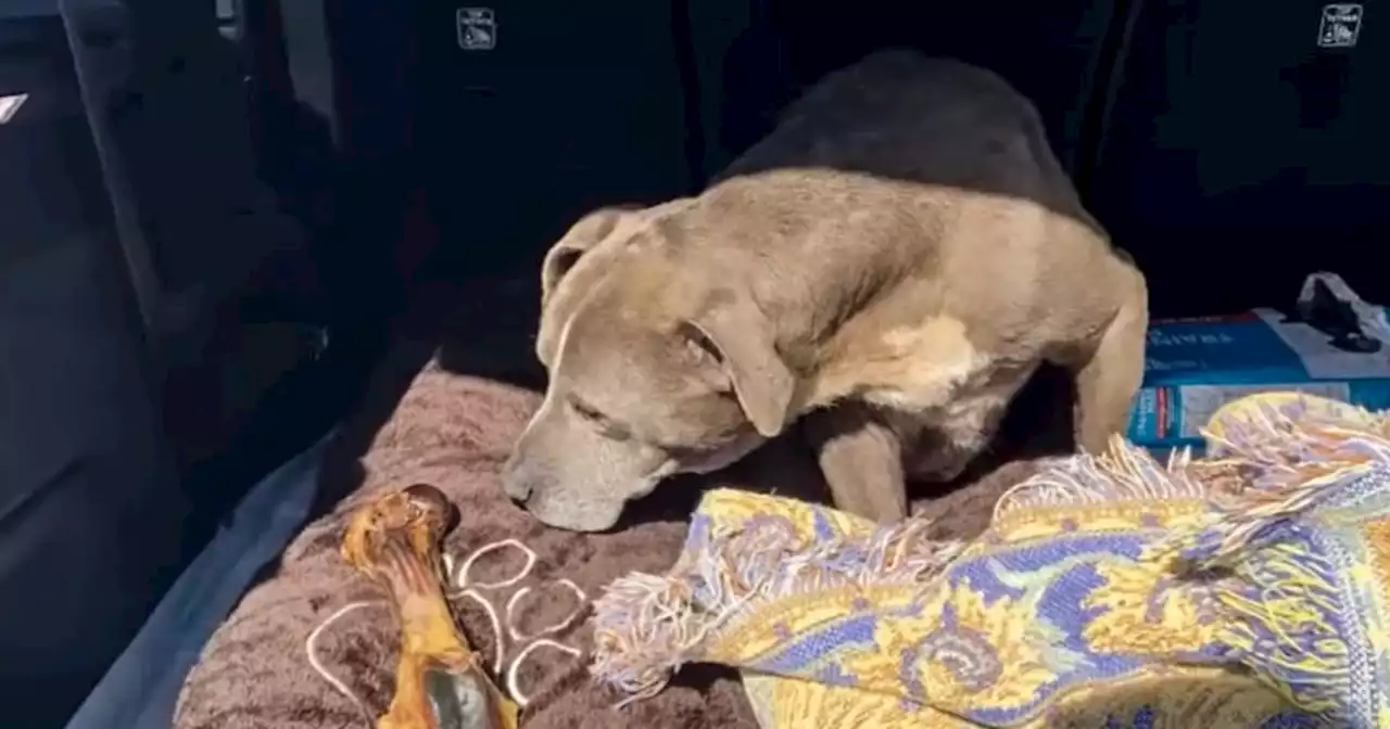 California dog reunited with family 12 years after going missing