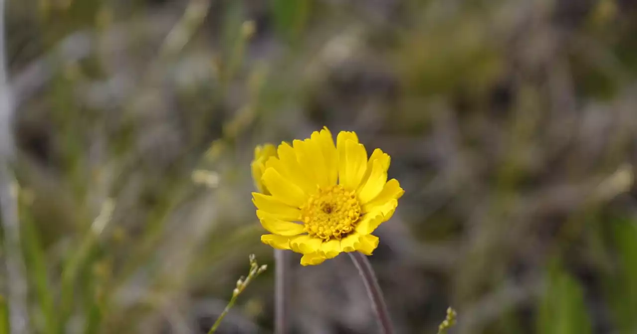 5 more rare plants were found in Ohio in 2021, ODNR says