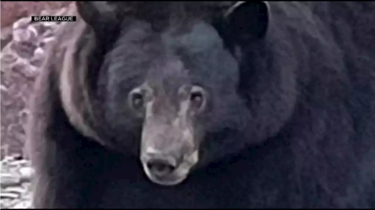 Bear known as ‘Hank the Tank’ breaks into homes in California neighborhood