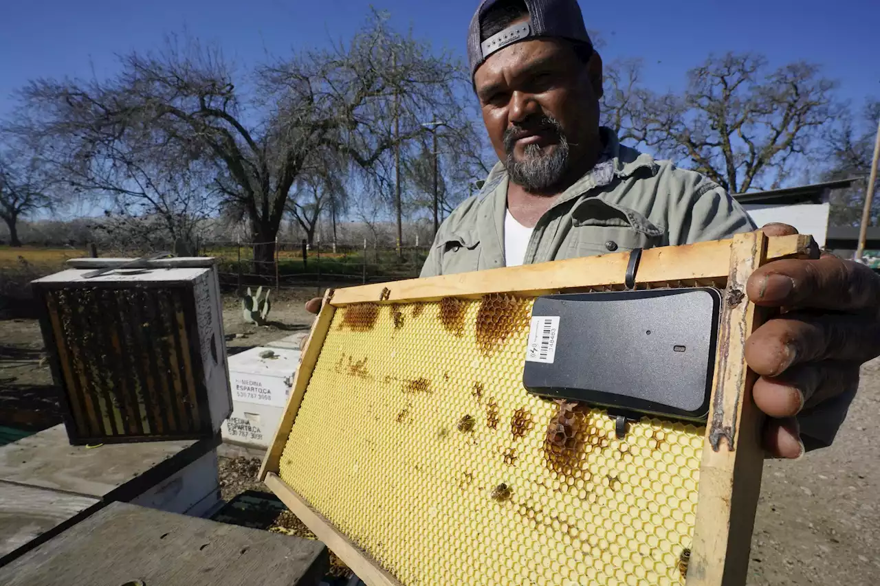 Beekeepers turn to anti-theft technology as hive thefts rise