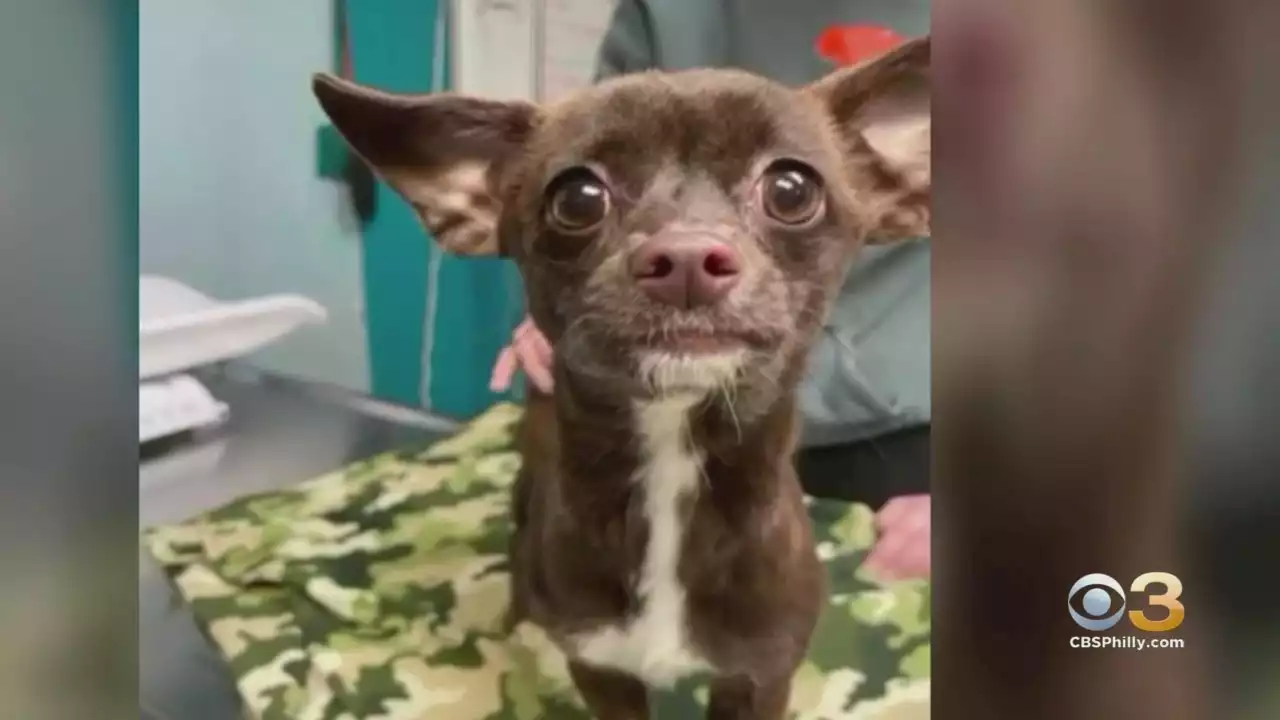 Young Chihuahua Recovering After Being Found Inside Bags Along Railroad Tracks In Vineland