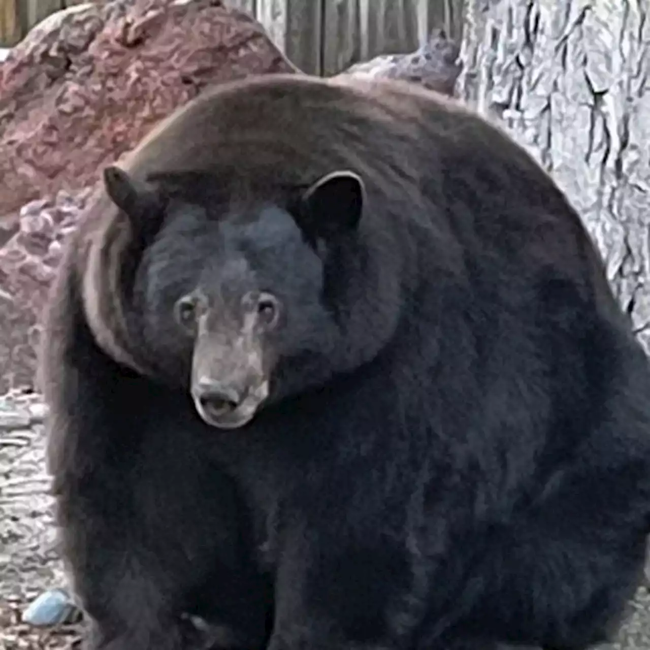 Hank the Tank, a 500-pound bear, keeps breaking into homes in California