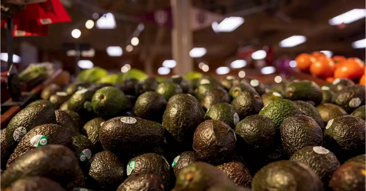 After $120 Million in Losses, the U.S. Resumes Avocado Imports From Mexico