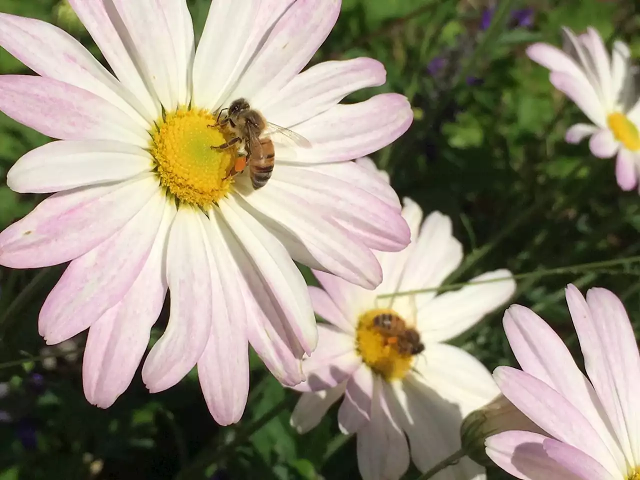 Freeze Framed in February: Houston Gardening