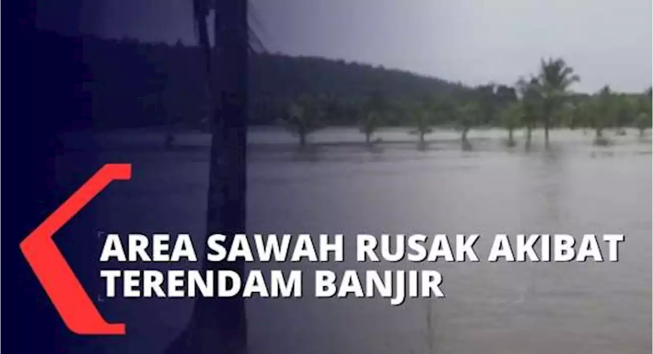 Sungai Meluap Usai Diguyur Hujan Selama 2 Hari, Sawah dan Permukiman Warga Terendam Banjir