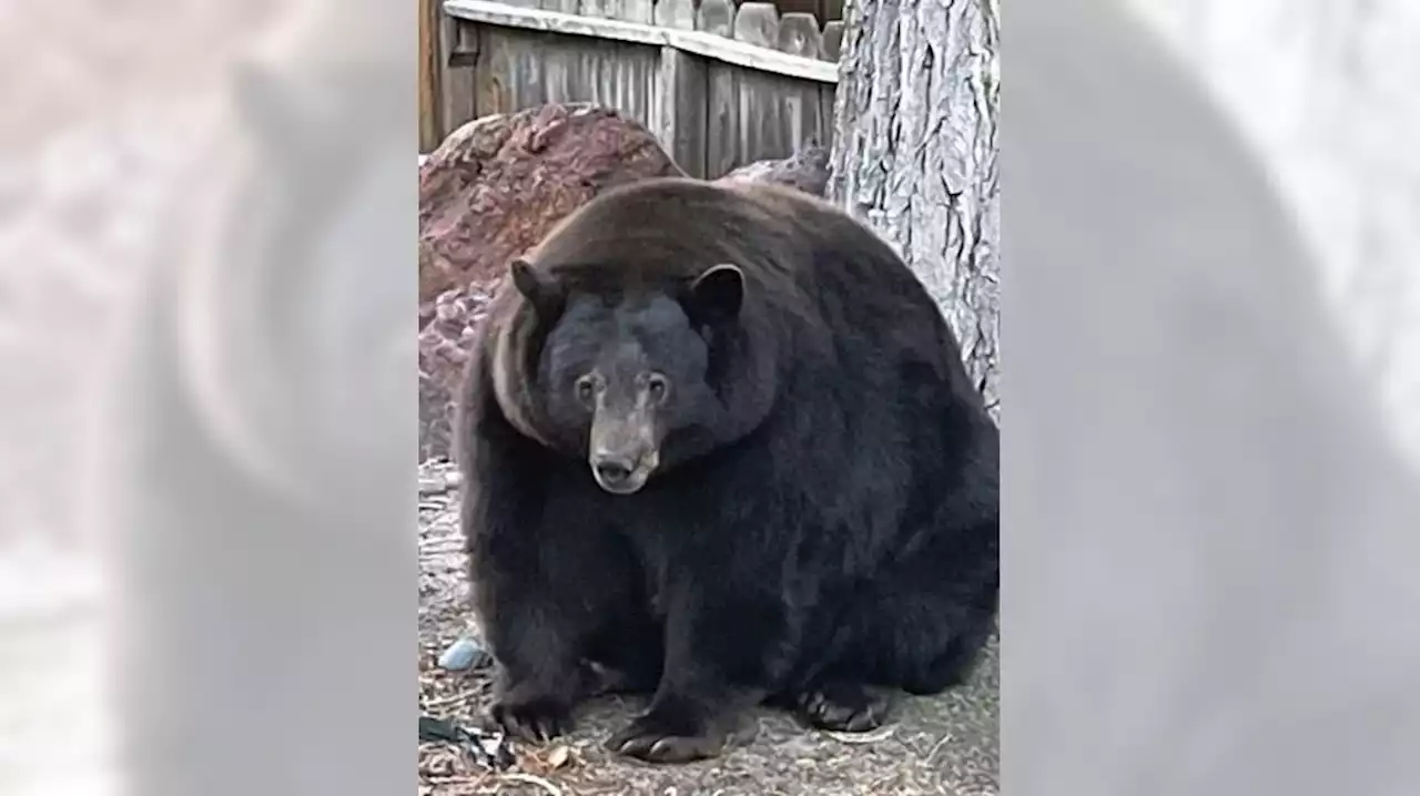 500-pound bear Hank the Tank breaks into Tahoe homes as he eludes capture