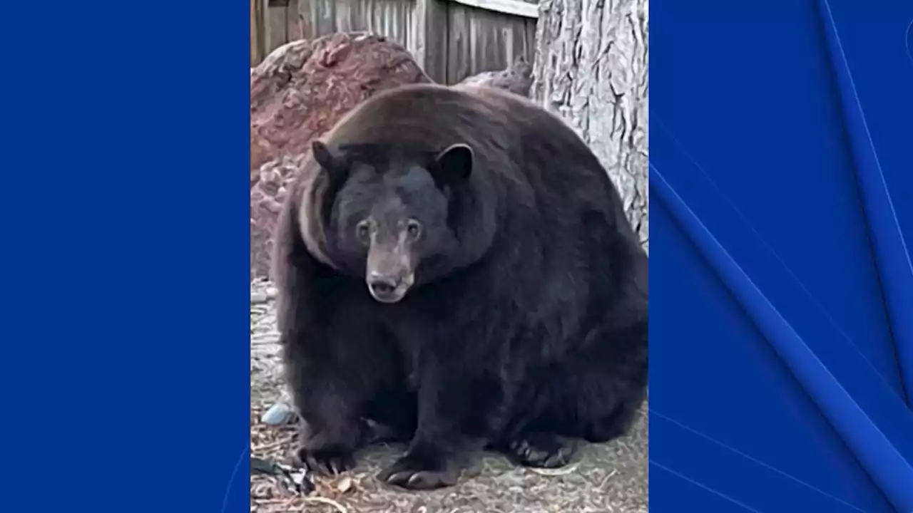 Huge Tahoe Bear Known as ‘Hank the Tank' Breaks Into Homes as It Eludes Capture