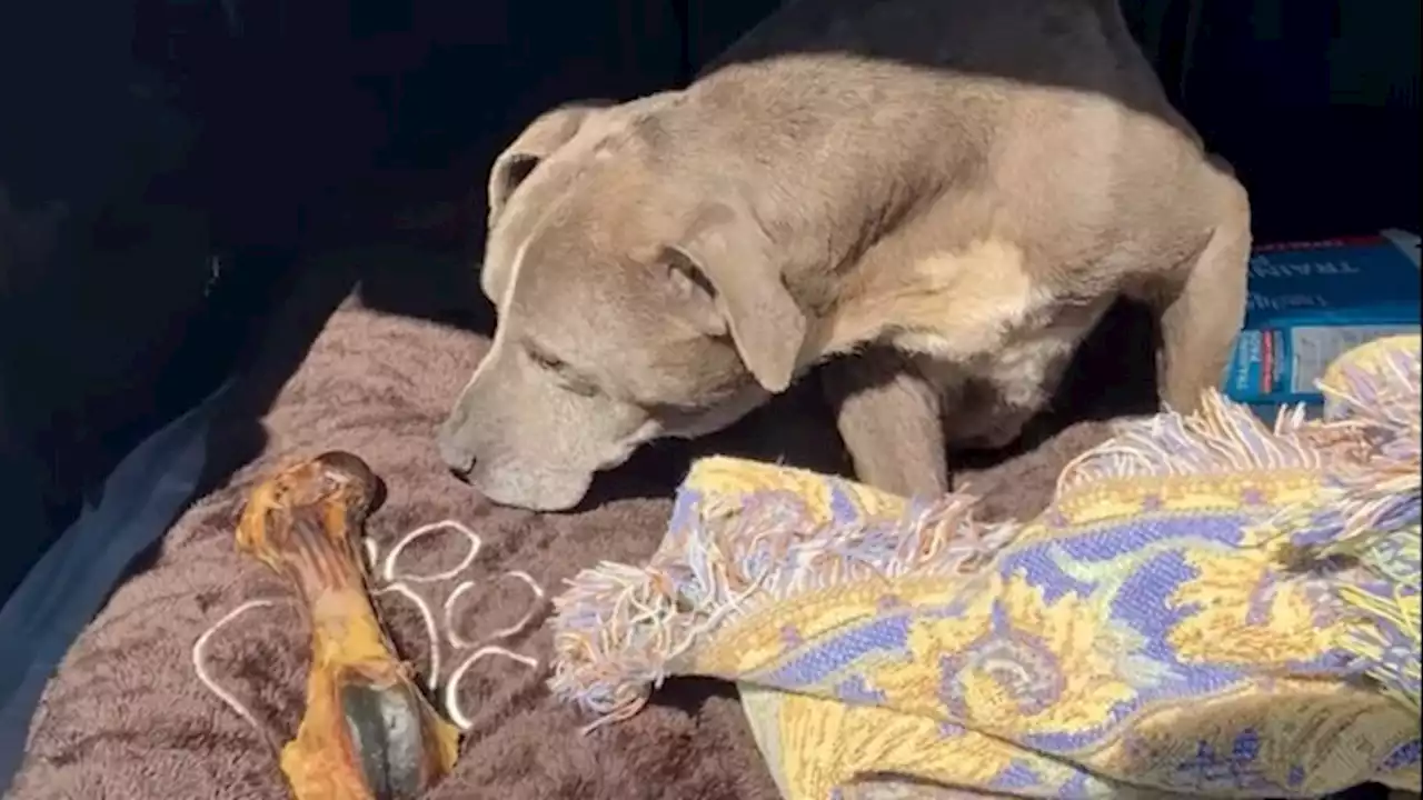 ‘I'm Still in Shock': Dog Missing for 12 Years Reunited With East Bay Owner