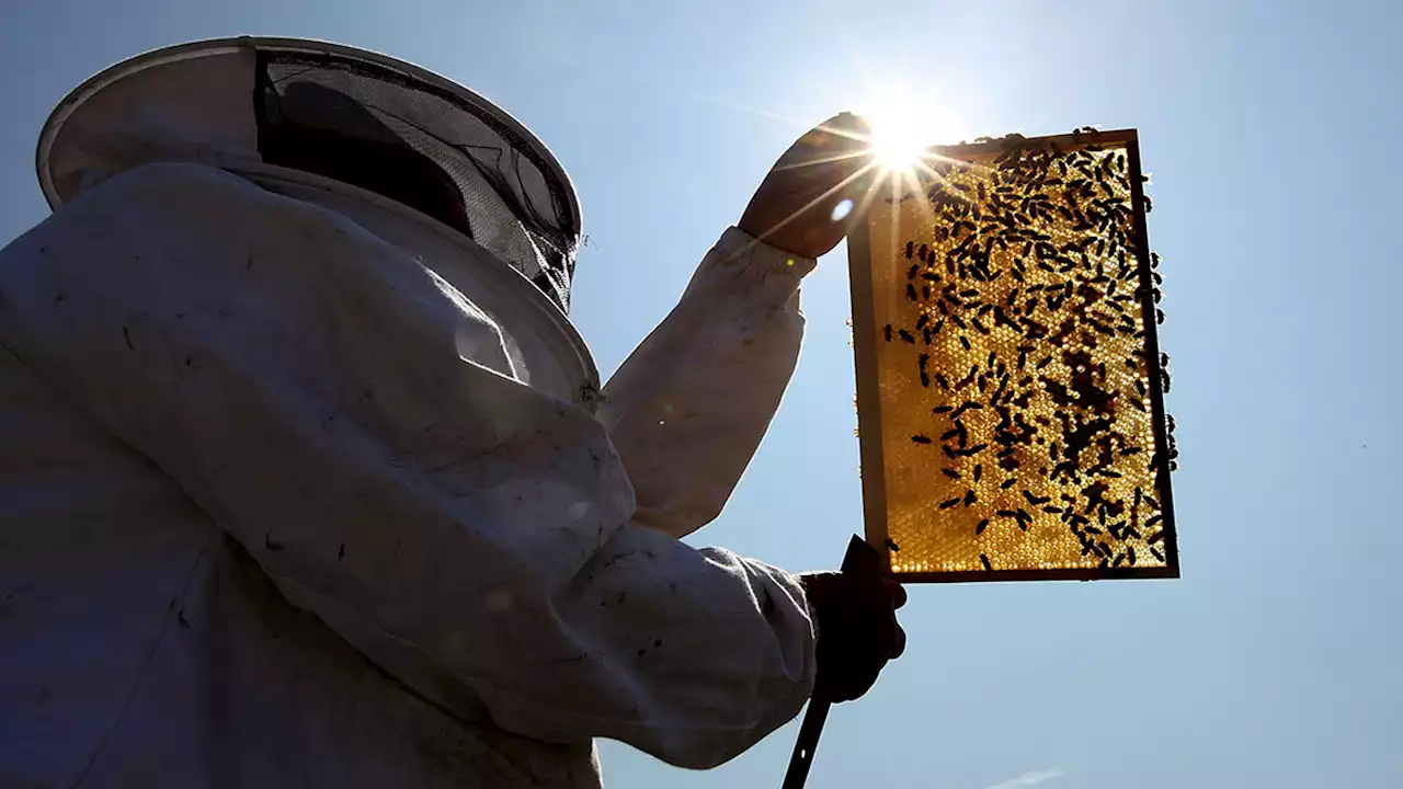 People Are Stealing Valuable Beehives, Forcing Beekeepers to Invest in Anti-Theft Tech