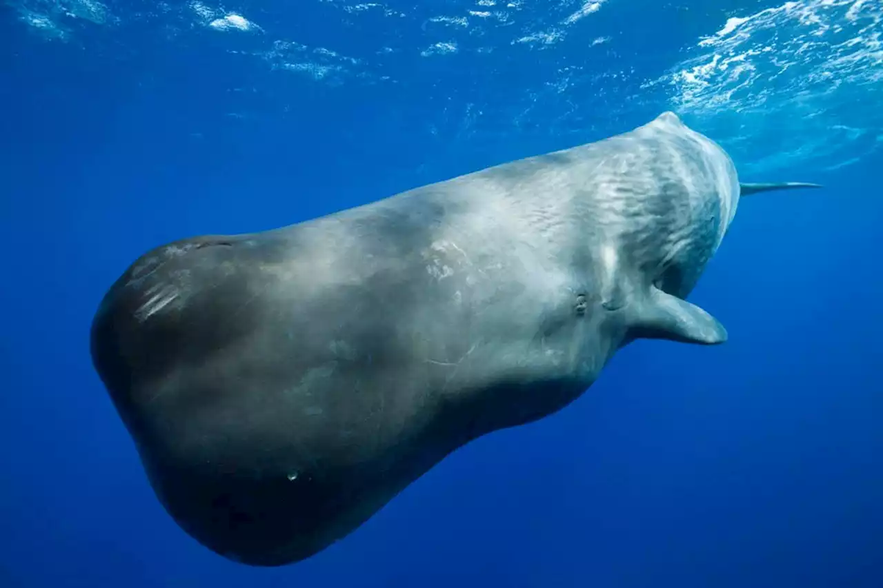 Scientists want to restore the oceans with artificial whale poo