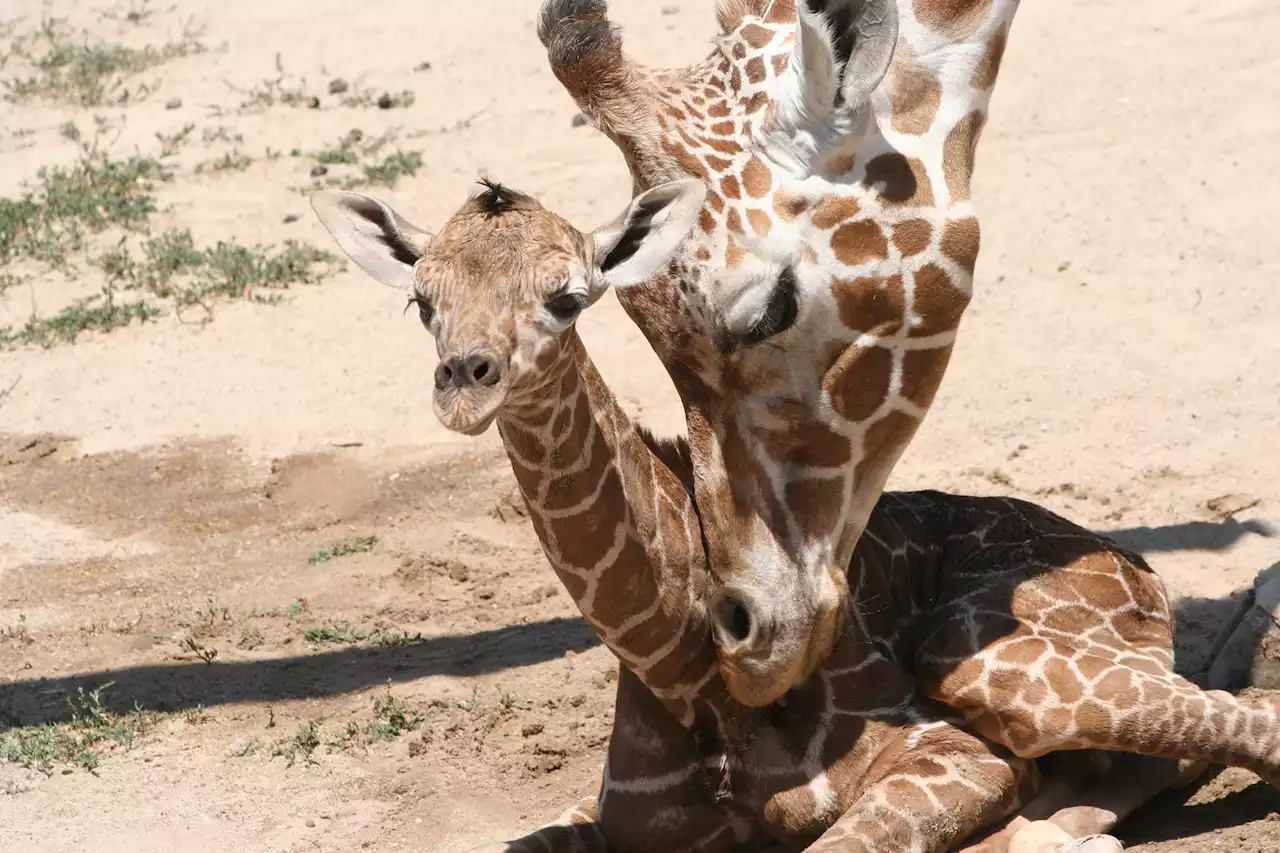 Adorable photos show baby giraffe born at California zoo