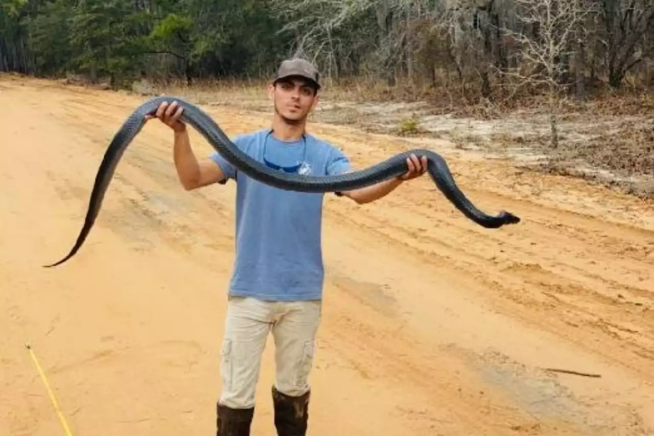 Massive snake nearly eight feet long found in Georgia—'Hell no'