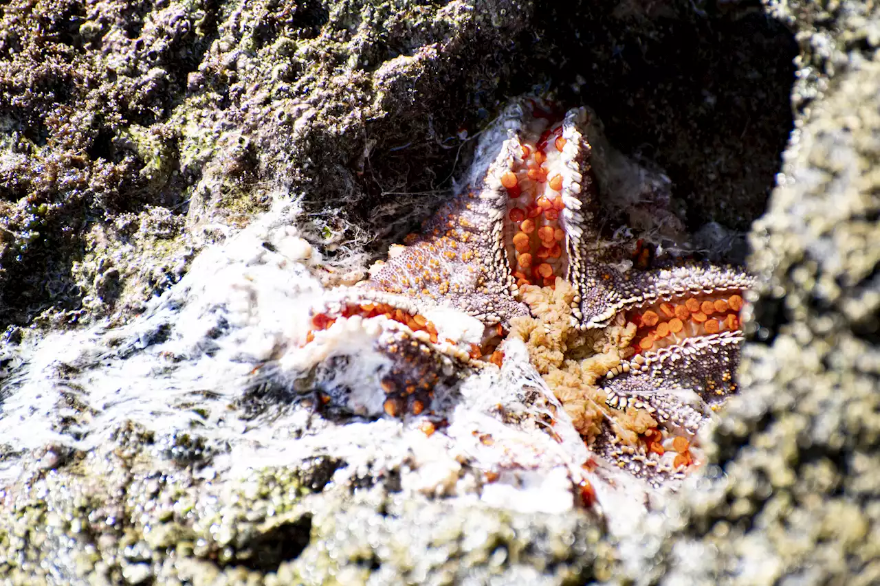 Sea stars are turning to goo from a mystery disease baffling scientists